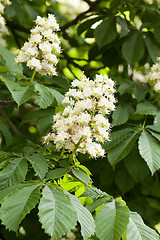 Image showing blooming chestnut tree in the spring 