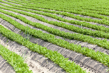 Image showing Field with carrot 