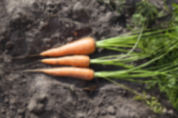 Image showing Carrots on the ground  