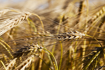 Image showing Field of cereal in the summer  