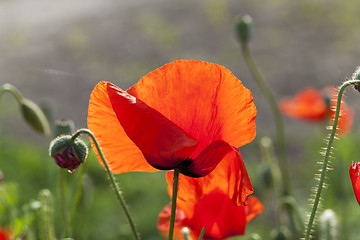 Image showing red poppies. summer  