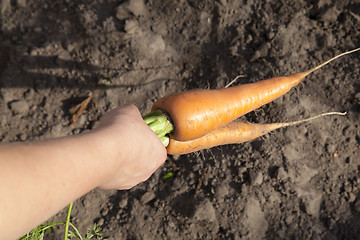 Image showing carrots in hand  