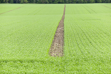 Image showing green wheat, close-up  