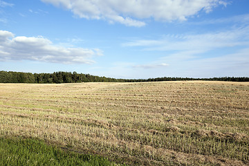 Image showing harvesting of rape  