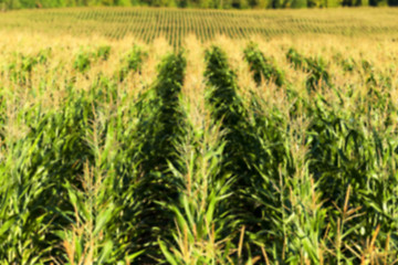 Image showing Field with corn  