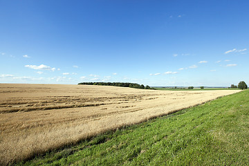 Image showing Field of cereal in the summer  