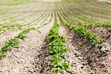 Image showing Green sprout of potato  