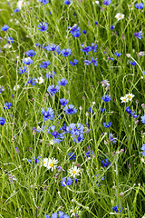 Image showing chamomile with cornflowers  