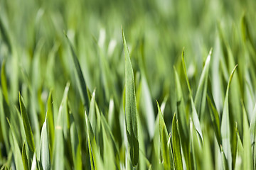 Image showing Agriculture. cereals. Spring  