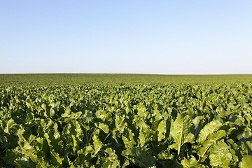 Image showing field with beetroot 