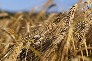 Image showing ripe yellow cereals  