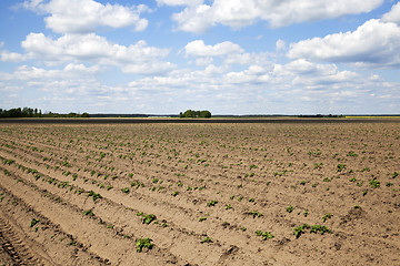 Image showing potato field, spring  