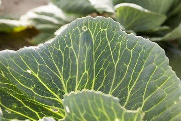 Image showing green cabbage field  