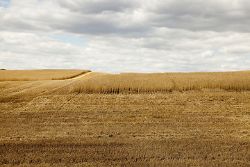 Image showing ripe wheat crop  
