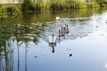 Image showing moorland, summer time  