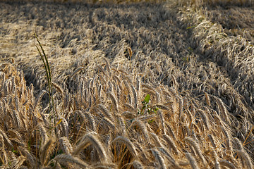 Image showing ripe yellow cereals 