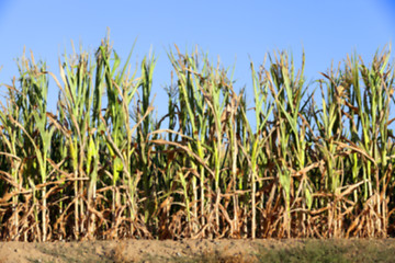 Image showing Green immature corn  