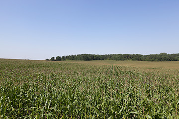 Image showing Corn field, summer 