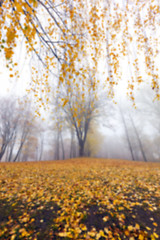 Image showing Autumn Park, overcast  