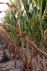 Image showing Field with corn  