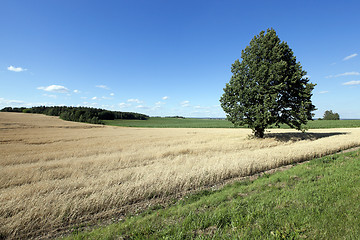 Image showing wheat field, tree  
