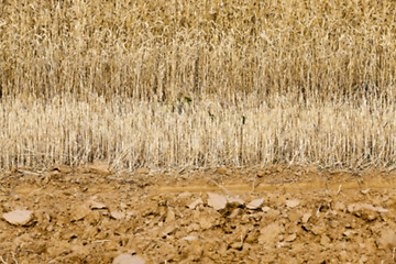 Image showing gathering the wheat harvest  