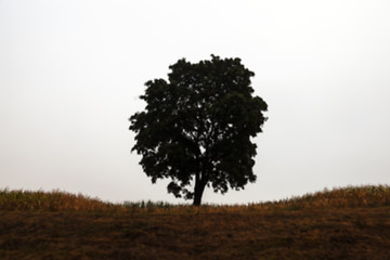 Image showing tree in the field  