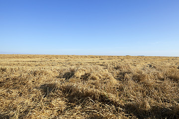 Image showing farm field cereals  