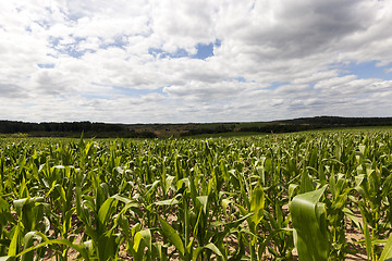 Image showing Field with corn  