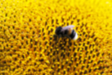 Image showing flower Sunflower, close-up  