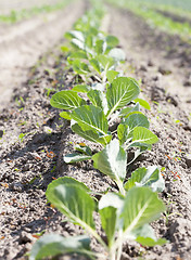 Image showing Field of cabbage, spring 