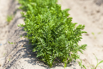 Image showing Field with carrot  