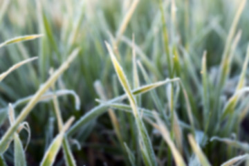 Image showing wheat during frost  