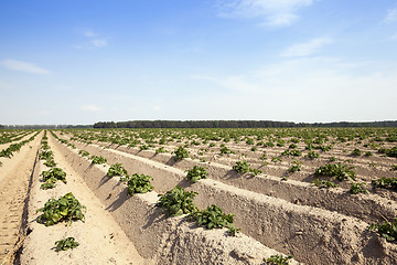 Image showing Agriculture,   potato field 