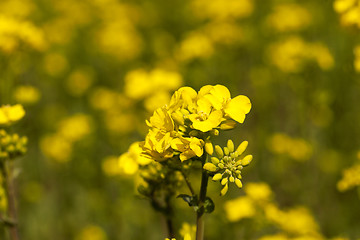 Image showing close-up of rape. Spring  