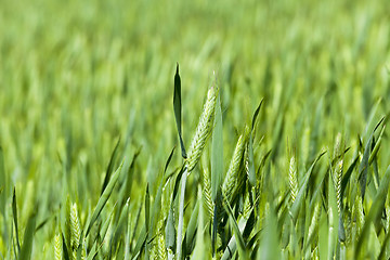 Image showing Agriculture. cereals. Spring  