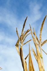 Image showing Green immature corn  