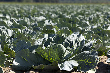 Image showing green cabbage in a field  