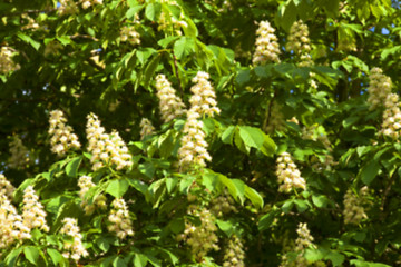 Image showing blooming chestnut tree in the spring  