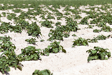 Image showing Potatoes in the field  