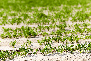 Image showing Field with carrot  