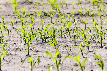 Image showing corn field. Spring  