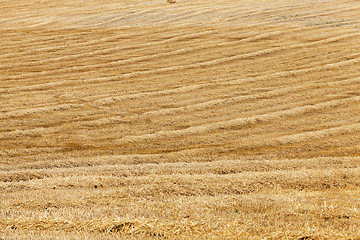 Image showing harvest of cereals  