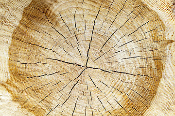 Image showing sawn tree trunk 