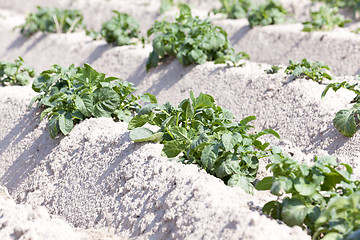 Image showing Agriculture,   potato field  