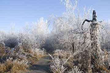 Image showing trees in a hoarfrost