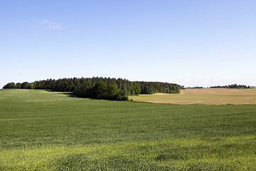 Image showing immature green grass  