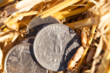 Image showing cereal farming field  