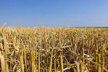 Image showing agricultural field with cereal  