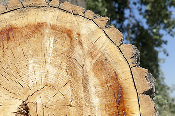 Image showing cut down a tree, close-up 